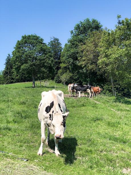 emmentaler queso de suiza