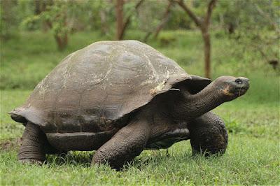 Las tortugas de Galápagos, gigantes al borde del exterminio