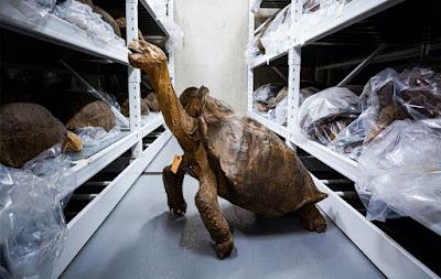 Las tortugas de Galápagos, gigantes al borde del exterminio