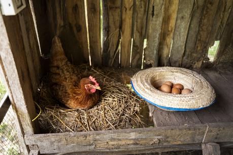 El pienso ecológico para gallinas ponedoras de Bifeedoo aporta una nutrición natural para conseguir huevos de mayor calidad y sabor