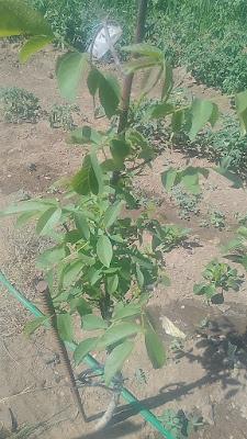 Fotos del huerto 2023 XXI