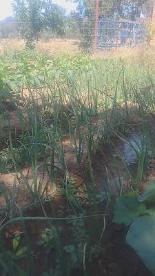 Fotos del huerto 2023 XXI