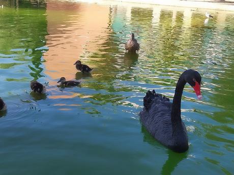 Pasendo Por Los Jardines De Viveros (Valencia)