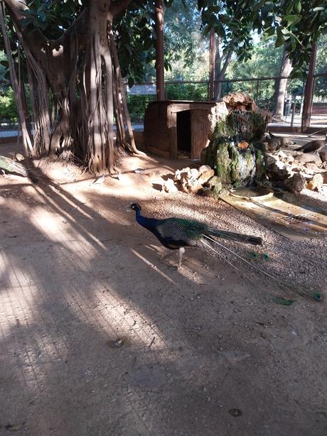 Pasendo Por Los Jardines De Viveros (Valencia)