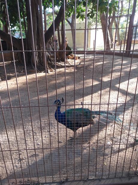 Pasendo Por Los Jardines De Viveros (Valencia)