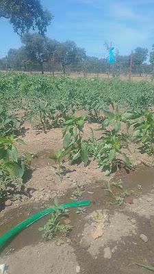 Tomates con infección por alfilerete
