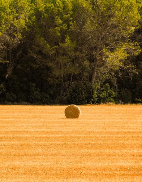 Su trigo, nuestro pan.