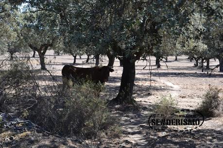 Vía Verde Monfragüe Vía Verde Monfragüe