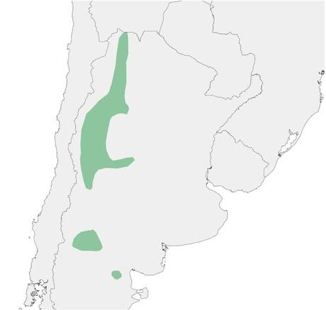 Canastero castaño (Pseudasthenes steinbachi)