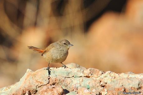 Canastero castaño (Pseudasthenes steinbachi)