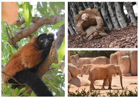 Descubre el Bioparc Valencia: Un Centro de Naturaleza Diferente para la Familia Descubre el Bioparc Valencia: Un Centro de Naturaleza Diferente para la Familia