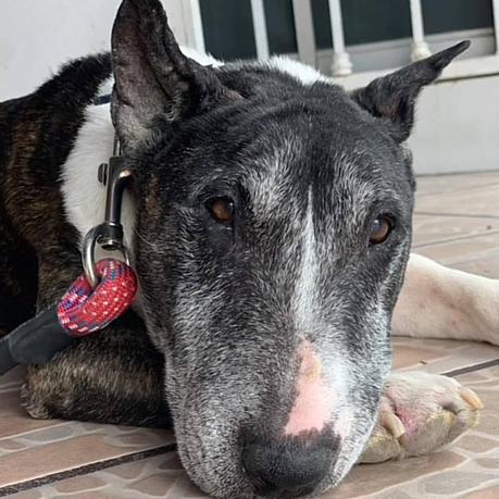 Denuncian sacrificio indebido de mascota por vecinas, se hicieron pasar por las dueñas