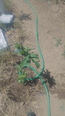 Fotos del huerto 2023 XXII