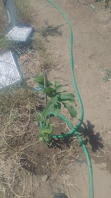 Fotos del huerto 2023 XXII