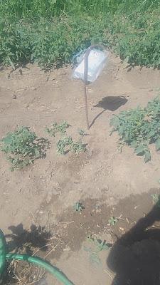 Fotos del huerto 2023 XXII