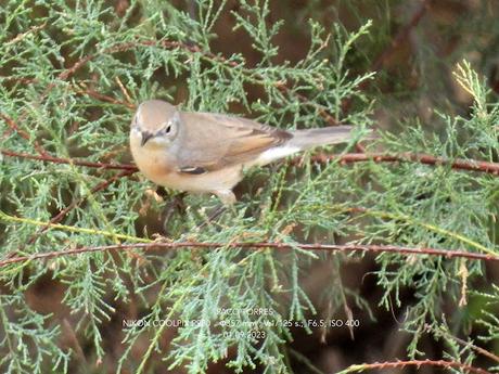 Juveniles ♀ ♂ de  curruca carrasqueña