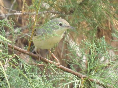 Juveniles ♀ ♂ de  curruca carrasqueña