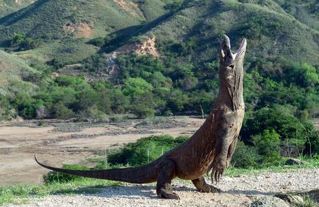 Dragon-de-Komodo-el-Lagarto-mas-Grande-del-Mundo Blog Elche Se Mueve