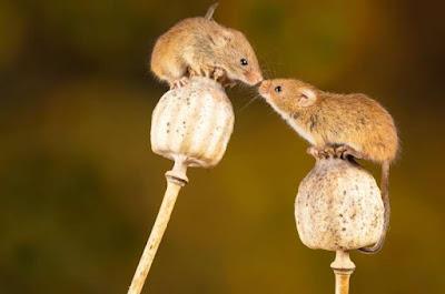 Bases neuronales del comportamiento sexual masculino Bases neuronales del comportamiento sexual masculino