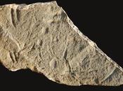 evidencia temprana vertebrados vivían fondo