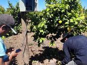 Agricultura 4.0: Instituciones chilenas modernizan agrupan plataforma “Smartfield INIA”