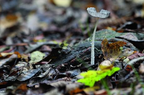 Canon EOS 7D Mark II: La joya de la corona en fotografía 15