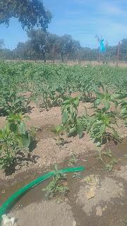 Se infectan tambien las patatas en mayo