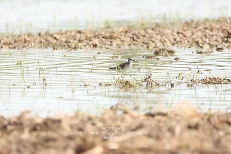 Andarríos bastardo joven