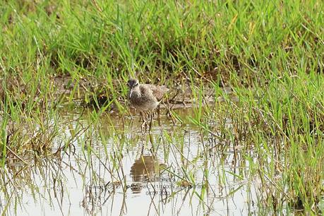 Andarríos bastardo joven