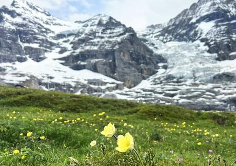 Senderismo en Grindelwald: encontrar el encanto del sendero en los Alpes suizos Senderismo en Grindelwald: encontrar el encanto del sendero en los Alpes suizos