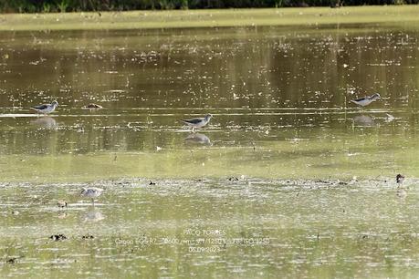 Archibebes y correlimos