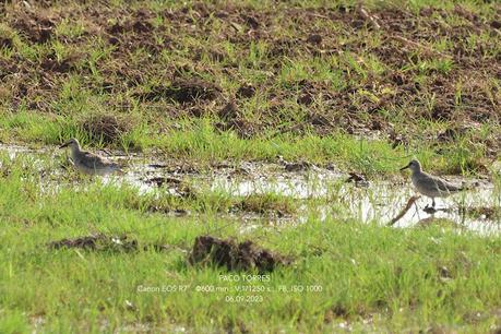 Dos correlimos gordo, plumaje inv.