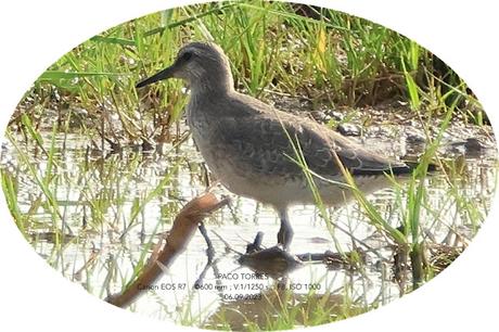 Dos correlimos gordo, plumaje inv.