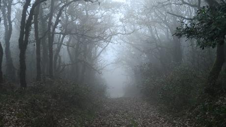 Nos devoró la niebla, de Marina Tena Tena