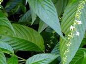 Francisco gonzález laguna (1729-1799) camilo descubridor gonzalagunia