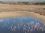 Moreno: Junta comprará 7.500 hectáreas, mitad inundadas, para proteger Doñana frente cambio climático