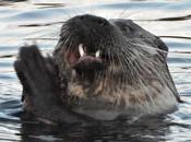 nutria juega lomos madre estuario Miño