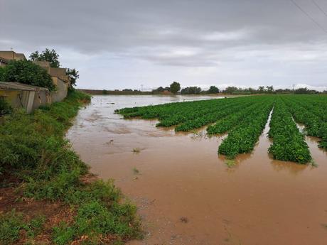 Afectadas más de 10.0000 hectáreas de explotaciones agrarias por el granizo en el sureste de la provincia de Albacete