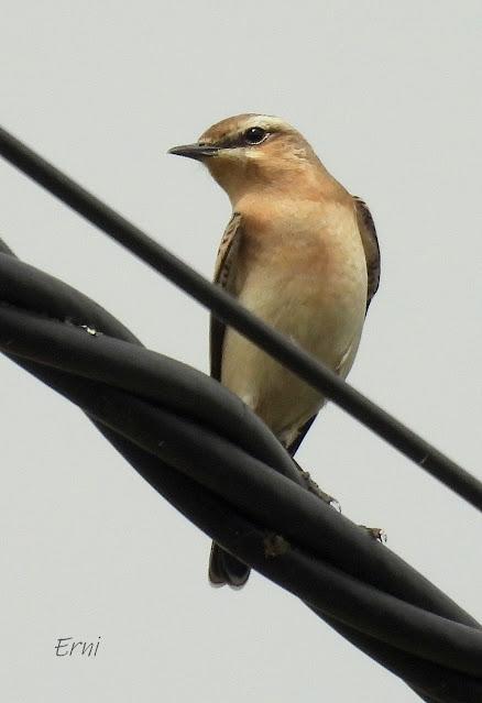 LA MIGRACIÓN DE LAS AVES: COMIENZA EL FESTIVAL