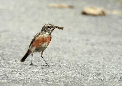 LA MIGRACIÓN DE LAS AVES: COMIENZA EL FESTIVAL