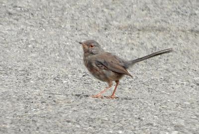 LA MIGRACIÓN DE LAS AVES: COMIENZA EL FESTIVAL