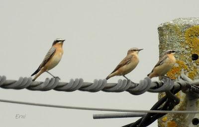 LA MIGRACIÓN DE LAS AVES: COMIENZA EL FESTIVAL