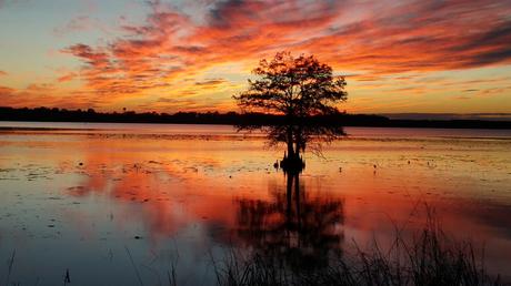 15 mejores lagos en Georgia Lago Seminole
