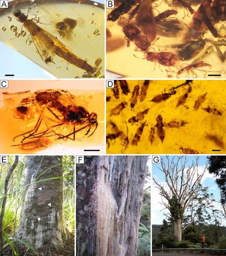 ¿Por qué encontramos tanto ámbar en el Cretácico?