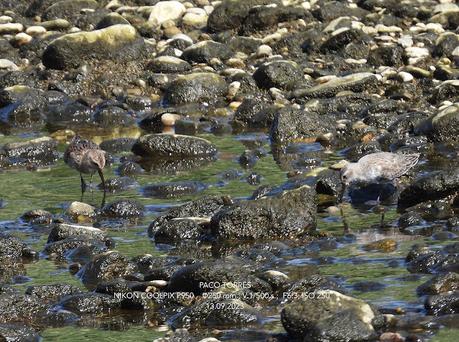 Dos correlimos : jov. y ad.