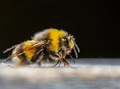 abejorros están riesgo extinción