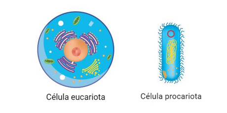 Organización y estructura de las celulas (1)