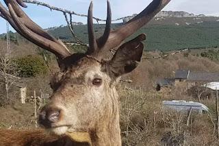 “Carlitos”, presa fácil de caza.