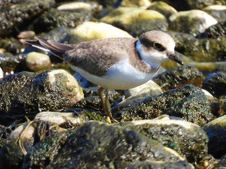 Los chorlitejos crecen