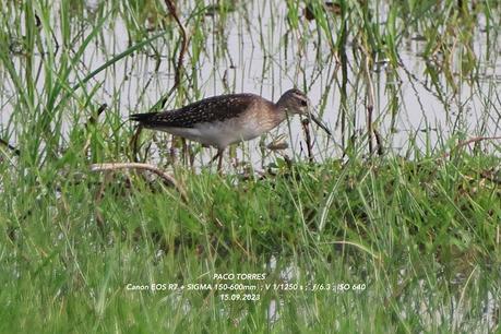 Andarríos bastardo y Combatiente